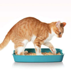 고양이 비뇨기계 관리