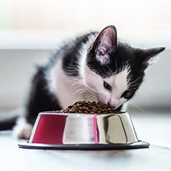 아기 고양이의 식사