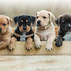 아기 강아지에게 필요한 영양성분