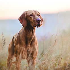 강아지를 훈련 시키는 5가지 팁