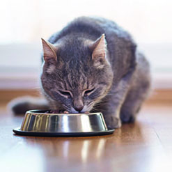 반려묘에게 습식사료가 필요 할까요?